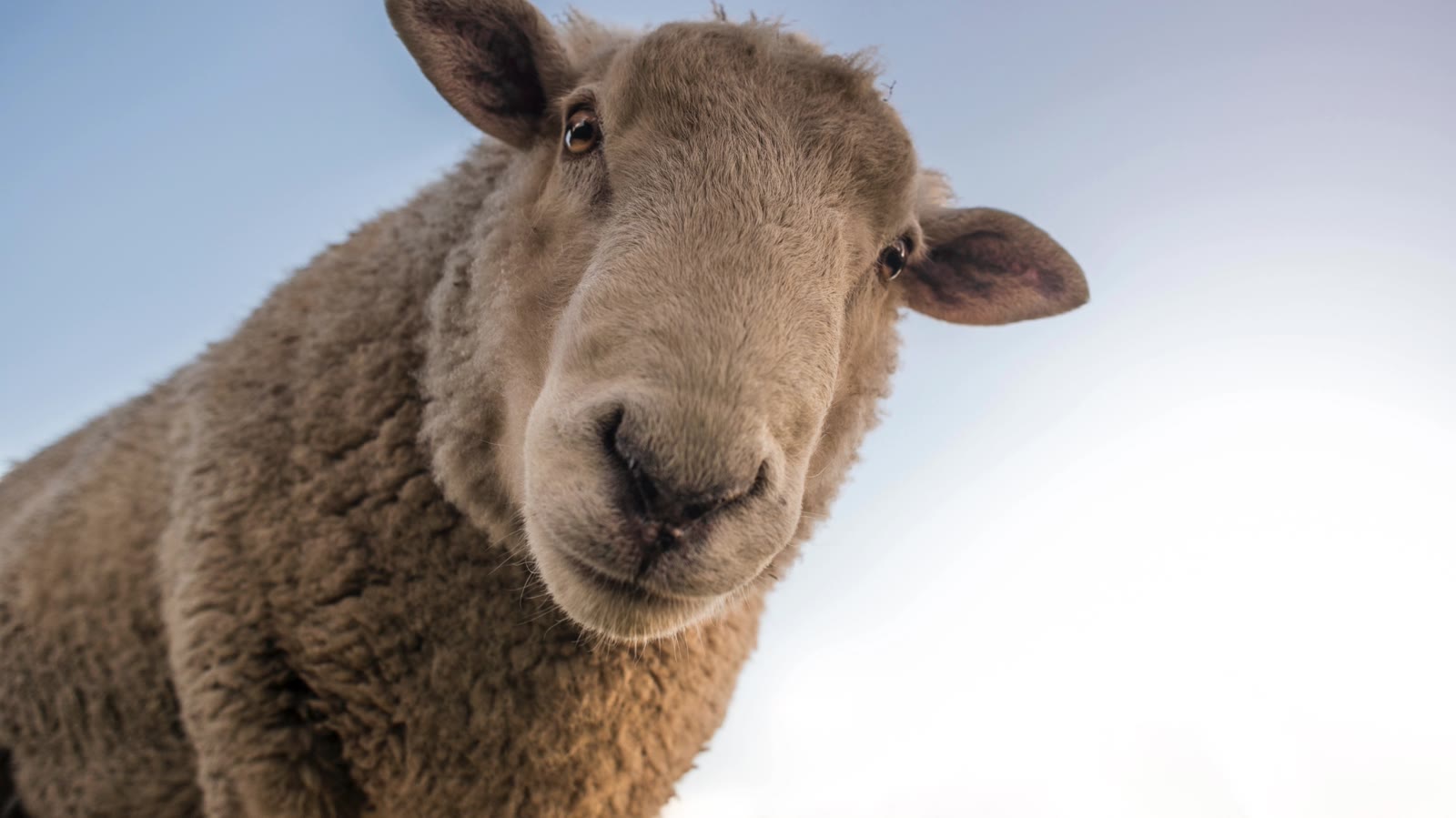 Sheep looking at the camera